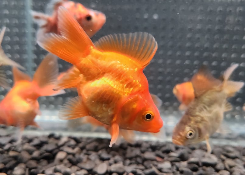 国産 ドラゴンスケール玉サバ6㎝± （吉野養魚場産） | 金魚