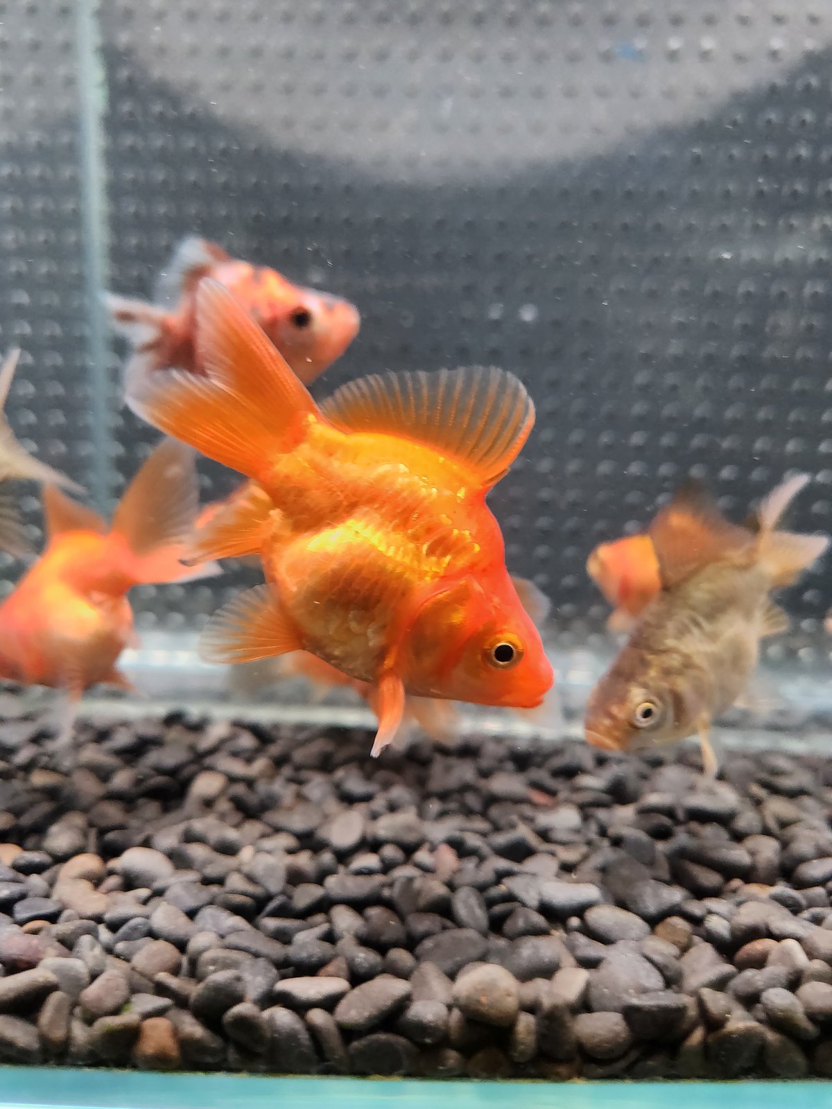 くまごろう様8【1907】ドラゴン5体 KAIDO HOUSE x TSM ミニGT 1/64 ダットサン KAIDO 510 プロ