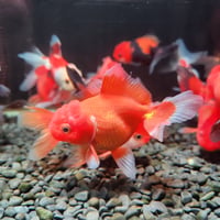 国産 ドラゴンスケール玉サバ6㎝± （吉野養魚場産） | 金魚•クワカブ