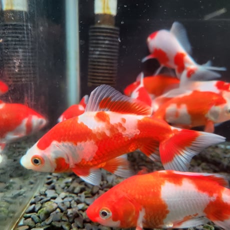 国産　ミロク和金9～14㎝±【良福観賞魚産】