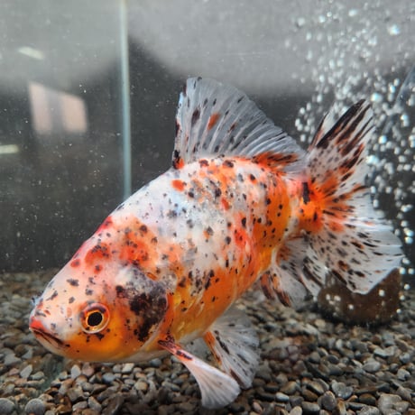 国産　江戸地金18㎝±（志村養魚場産）