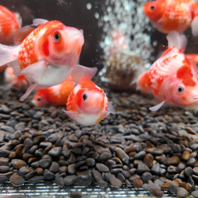 国産 ピンポンパール6～7㎝± （fujimoto様作） | 金魚・クワカブ
