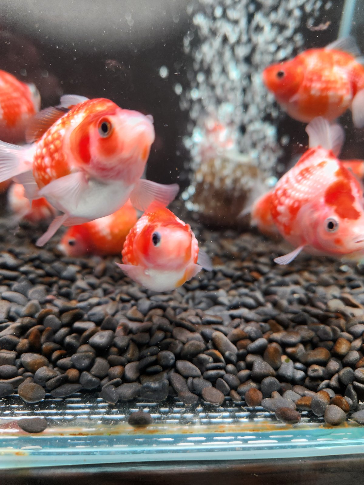 完売⭐︎特特大ピンポンパール金魚 特大 出目ピンポンパール Lot.071 - 吉岡養魚場