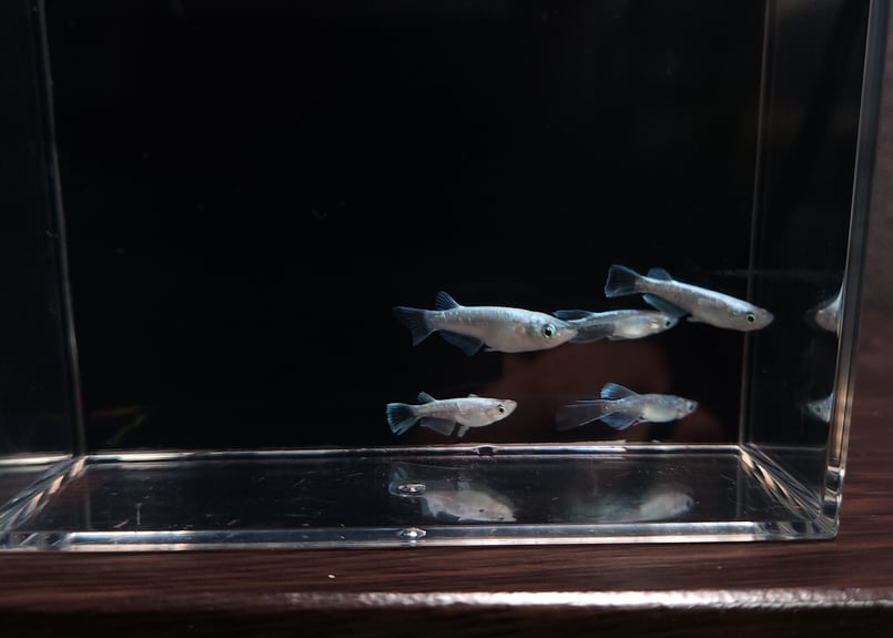 めいめい.ＭＯＯＮ様確認用 レウル2ペア＋1 【【ポンメダカ様委託個体】 | 金魚・クワカブ