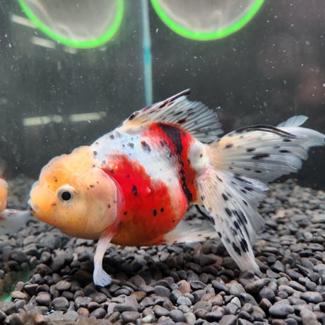 国産　上物東錦14㎝± （志村養魚場産）