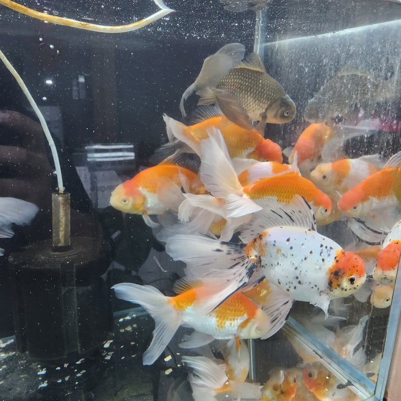 獅子頭雄 獅子頭gold（雄；おす）10寸 | 讃岐の獅子舞/獅子頭