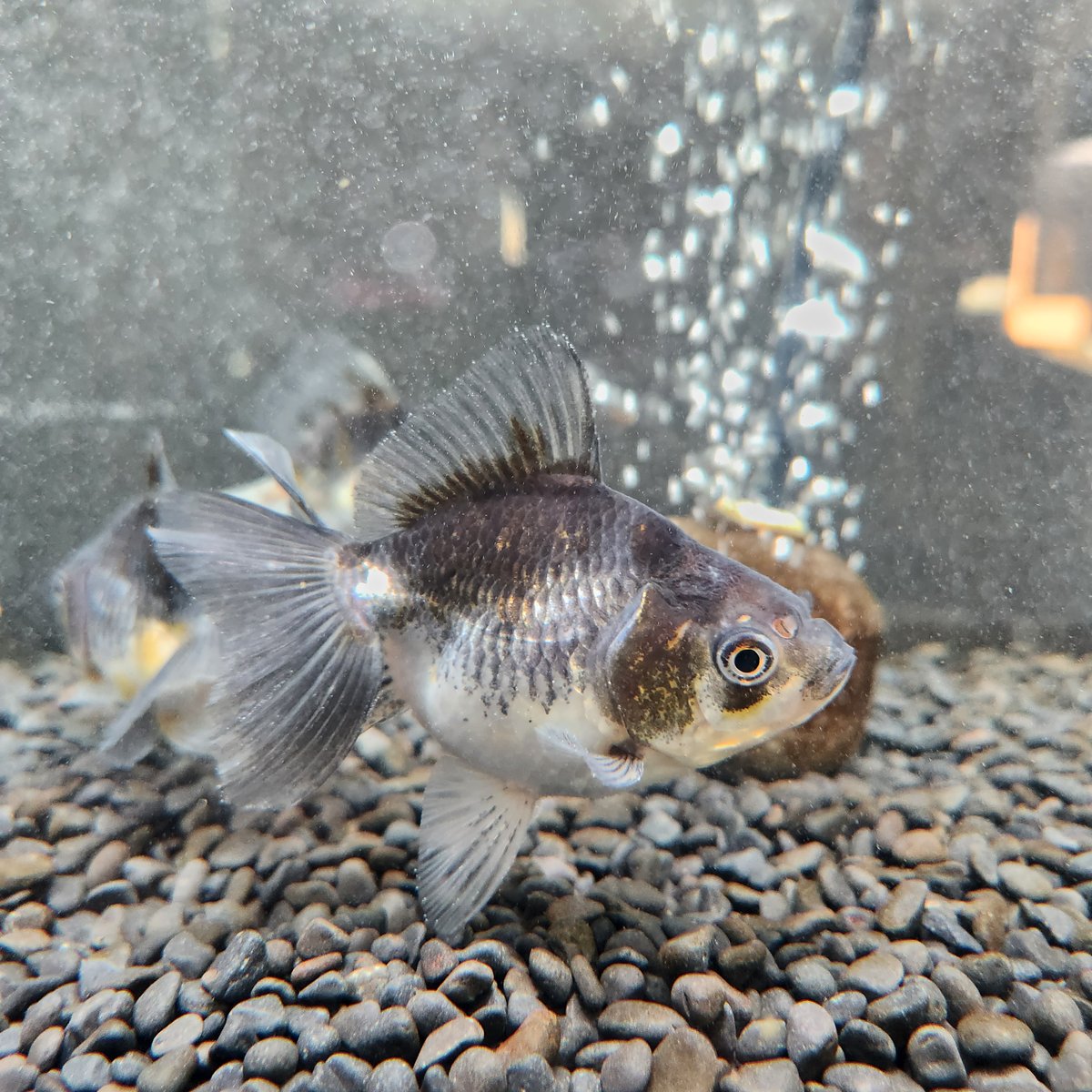 国産 銀鱗ブロードテール琉金10㎝± （志村養魚場産） | 金魚・クワカブ