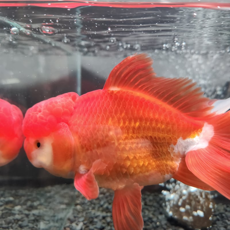 国産 上物ジャンボオランダ獅子頭19㎝± | 金魚・クワカブ専門店 祭