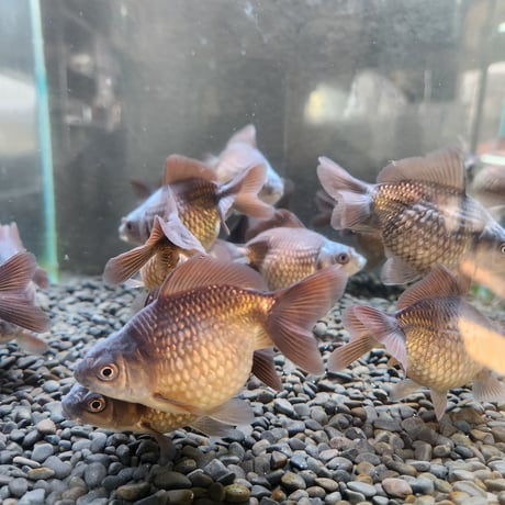 CATEGORY ピンポンパール | 金魚・クワカブ専門店 祭-matsuri-