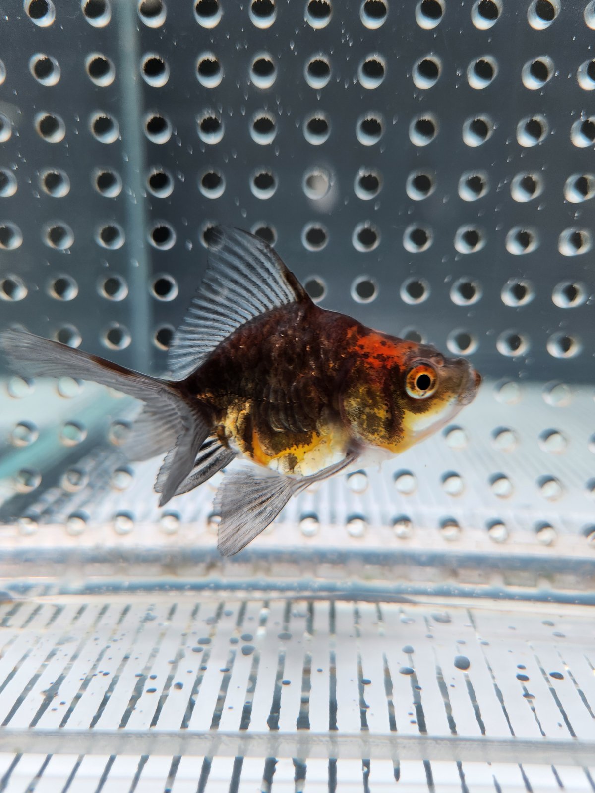 国産 ドラゴンスケール琉金7㎝±（吉野養魚場産） | 金魚