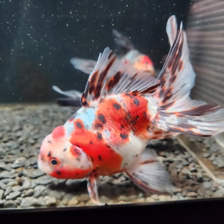 国産　飯田東錦14㎝±