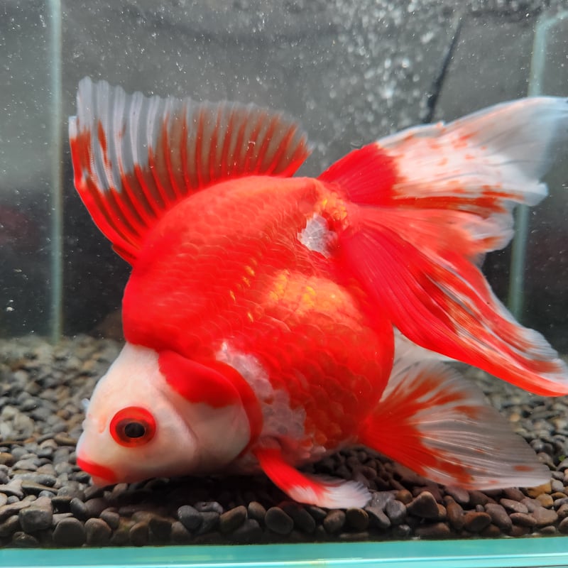 国産 更紗琉金20㎝± | 金魚・クワカブ専門店 祭-matsuri-