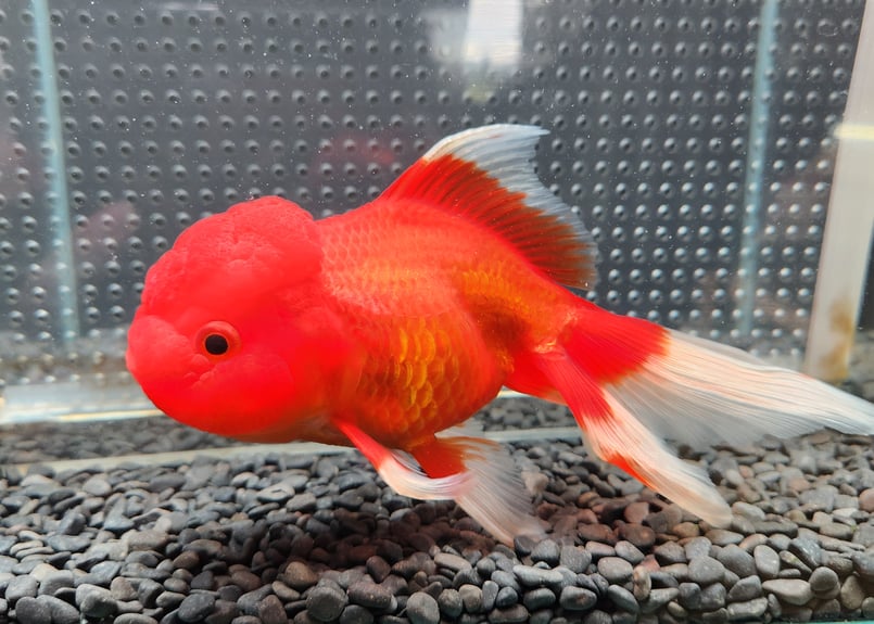 国産 オランダ獅子頭17㎝± （飯田産） | 金魚・クワカブ専門店