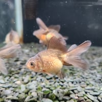 国産　浜錦5㎝±