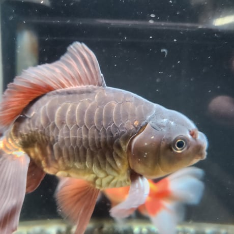 国産　ドラゴンスケールジャンボ獅子頭15㎝±