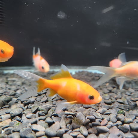 国産　紅葉イエローコメット8㎝±（荻野養魚場産）