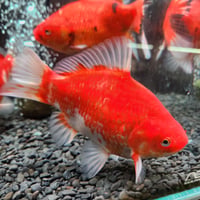 国産 　ミロ玉18㎝± （良福観賞魚産）