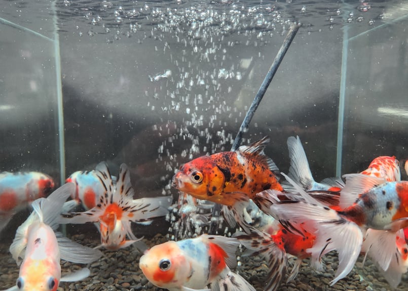 鋳物　錦鶏 国産 ジャンボ東錦12～15㎝± | 金魚・クワカブ専門店 祭-matsuri-