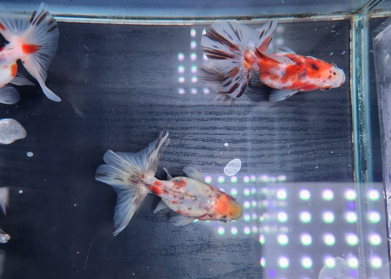 金魚 キラキラ出目金 薩摩産 16.5㎝ #キラキラ出目金