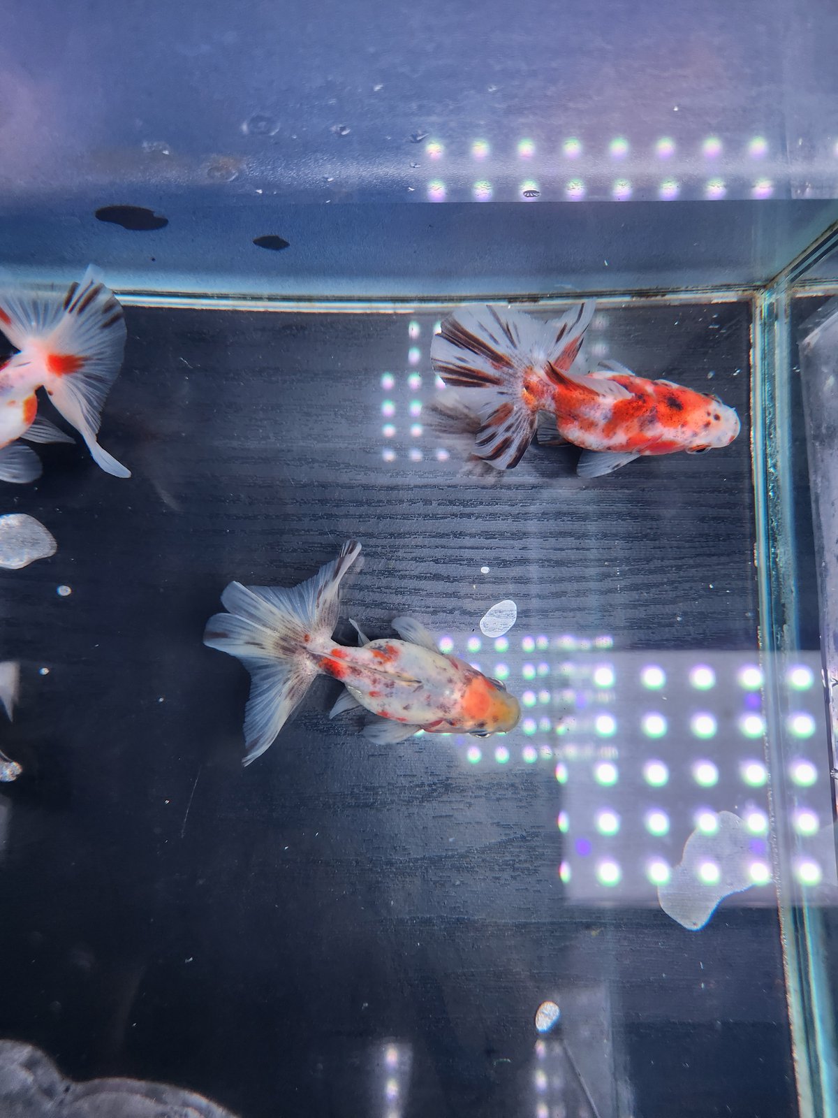 国産 キャリコ土佐金8㎝±（向坂産） | 金魚・クワカブ専門店 祭-matsuri-