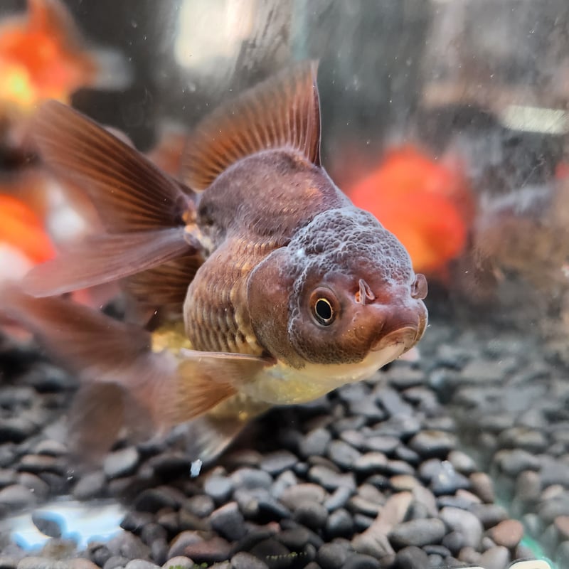 ハーフムーンオランダ　中国産　金魚　オランダ　獅子頭 金魚王子】ハーフムーンオランダ 7.5±1cm前後 (個体番号：xsw713) 金魚