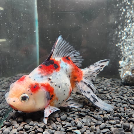 国産　上物東錦17㎝± （志村養魚場産）