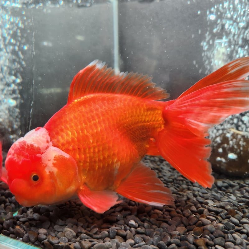 国産 上物ジャンボオランダ獅子頭20㎝± | 金魚・クワカブ専門店 祭