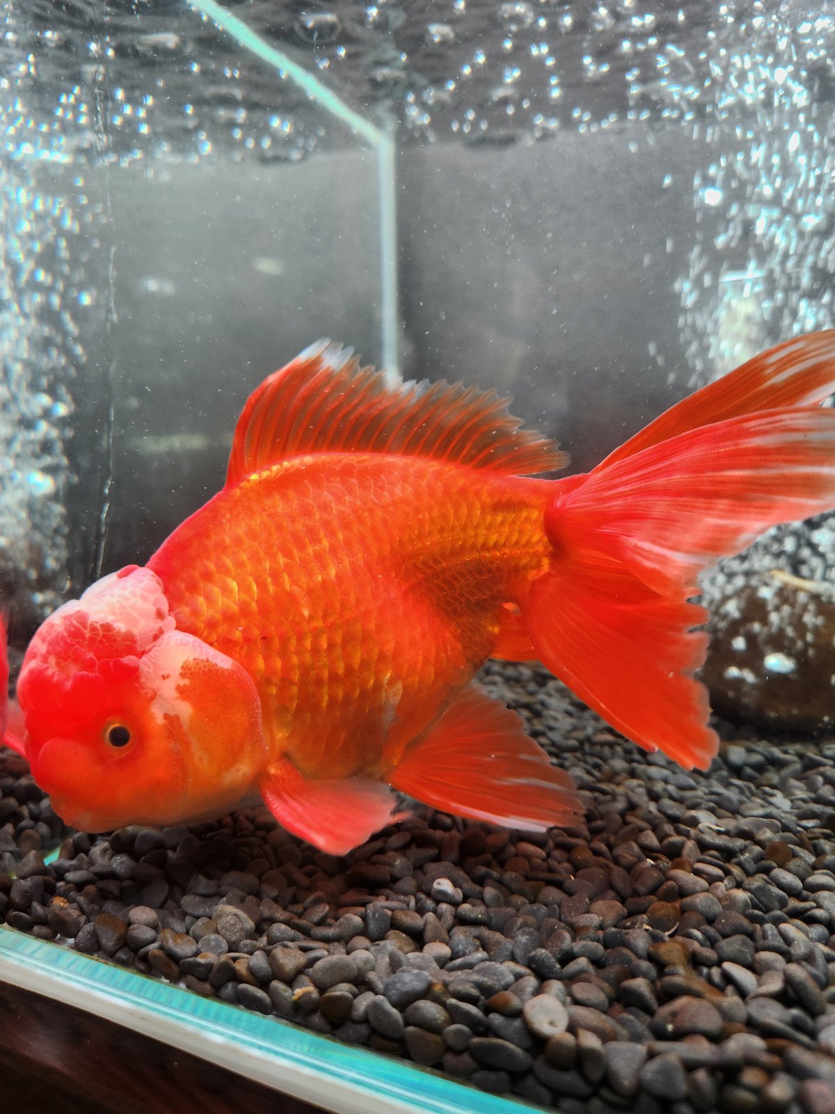 国産 上物ジャンボオランダ獅子頭20㎝± | 金魚・クワカブ専門店 祭