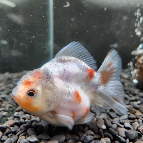 タイ産　ショートテールオランダ9㎝±