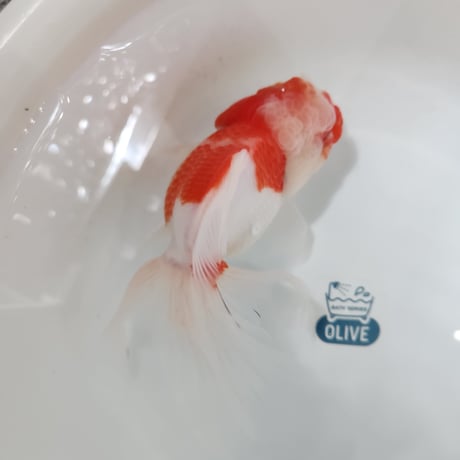 国産　上物桜東錦16㎝± （志村養魚場産）