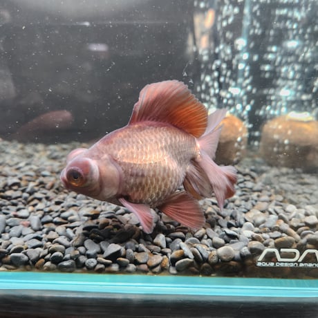 中国産　瑪瑙蝶尾12㎝±