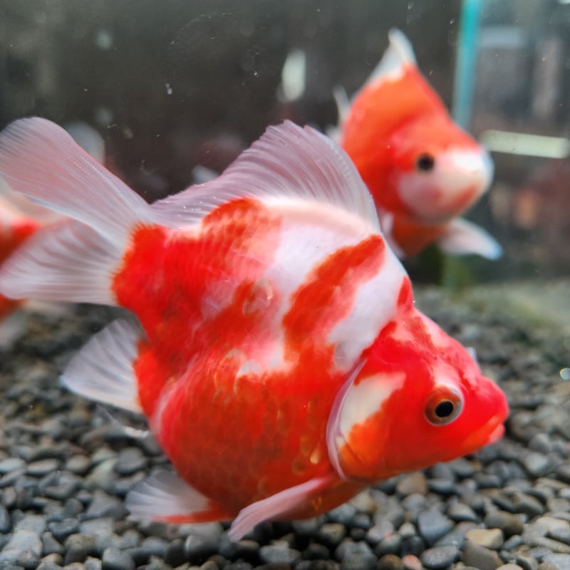 ぐんぐん玉 × ビーシュリンプ飼育用（磁性かんらん岩ボールメダカや金魚にも最適 国産 【ミラーボール】モザイク鱗玉サバ11㎝±（藤だるま産） | 金魚