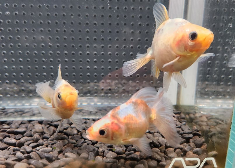 国産 キャリコ土佐金9㎝± （志村養魚場産） | 金魚・クワカブ