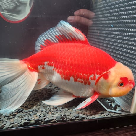 国産　上物ジャンボ獅子頭31㎝±