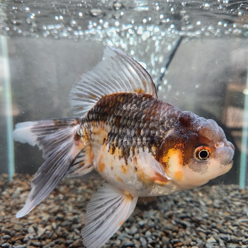 国産 変わり五色東錦16㎝±（志村養魚場産） | 金魚•クワカブ専門店 祭