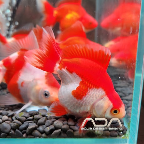 更紗様　　琉球*海花のたね 国産 更紗琉金18㎝± | 金魚・クワカブ専門店 祭-matsuri-