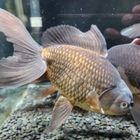 水槽用　金魚　ジャンボ獅子頭　22㎝ 国産 ブラックジャンボ獅子頭19～25㎝± | 金魚•クワカブ専門店 祭