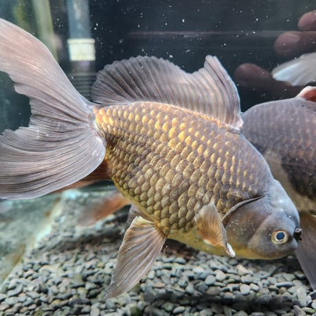 CATEGORY ジャンボ獅子頭 | 金魚•クワカブ専門店 祭