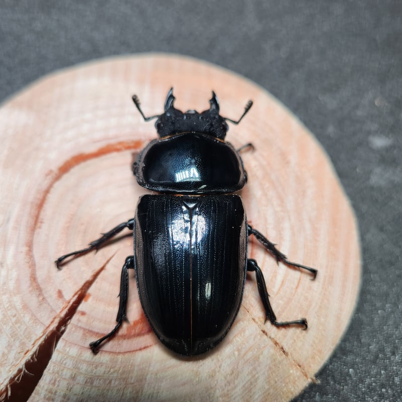 国産オオクワガタ♂80.7㎜ペア【奈良輪川西血統】 | 金魚・クワカブ