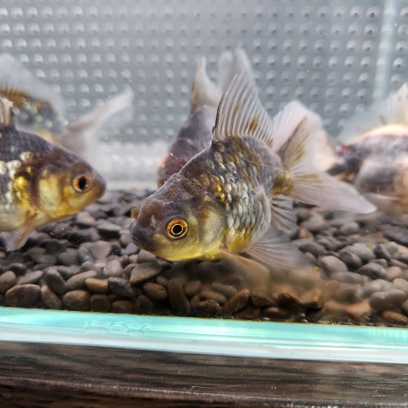 国産 五色東錦9㎝± （志村養魚場産） | 金魚・クワカブ専門店 祭-matsuri-