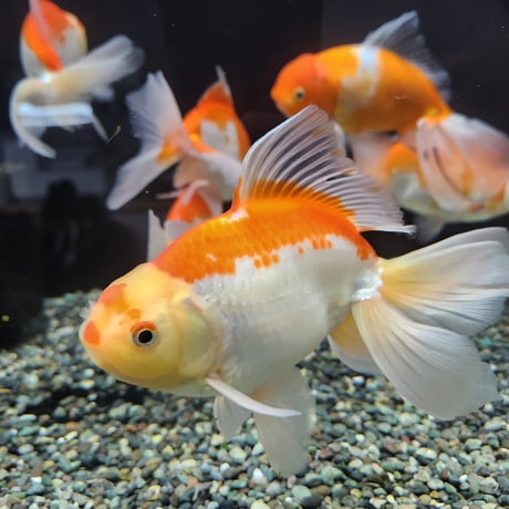 ジャンボ獅子頭 CATEGORY ジャンボ獅子頭 | 金魚・クワカブ専門店 祭-matsuri-