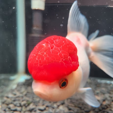 国産　上物飯田高頭丹頂17㎝±