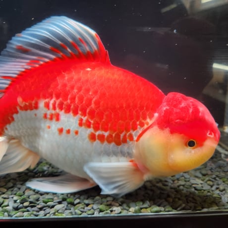 国産　上物ジャンボ獅子頭31㎝±