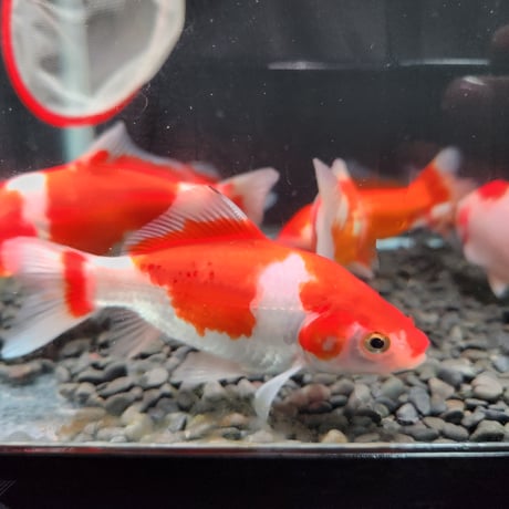 国産　ミロク和金（フナ尾）10～13㎝±【良福観賞魚産】