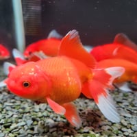 国産　ジャンボ獅子頭15㎝±