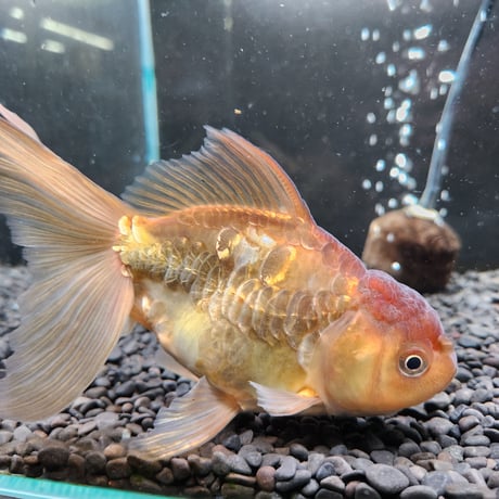 国産　ドラゴンスケールオランダ獅子頭15㎝± （志村養魚場産）