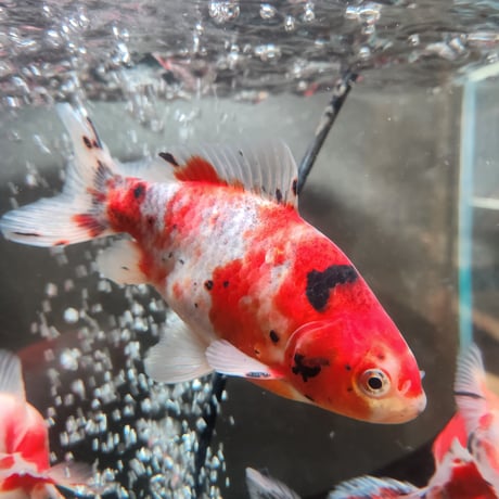 国産　上物隼人錦14㎝±