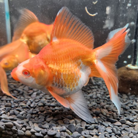 紅黄色のガムフラワー 錦鯉ガムフラワー 14mm守護石 金運 霊石 浄化 70726f647563742f32303234303532