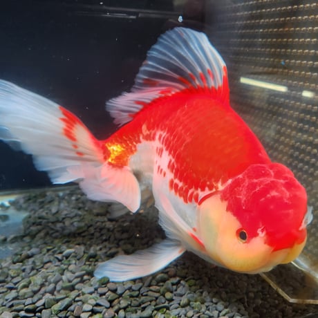 国産　上物ジャンボ獅子頭31㎝±