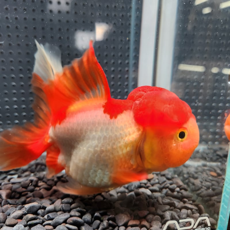 獅子頭 薩摩産 黒オランダ 16cm #goldfish #goldfishjunkie #kingyo